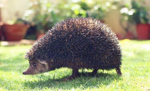 刺猬的拼音是什么？