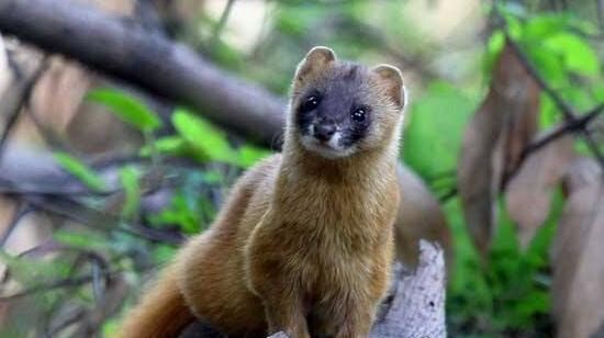 黄鼠狼怕什么东西 黄鼠狼居然会被鹅屎给吓到