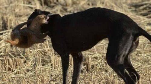 黄鼠狼怕什么东西 黄鼠狼居然会被鹅屎给吓到