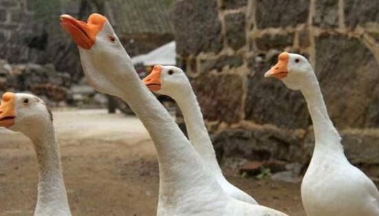 黄鼠狼怕什么东西 黄鼠狼居然会被鹅屎给吓到