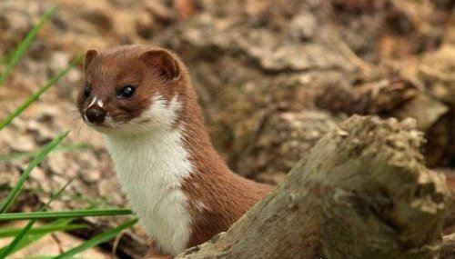 黄鼠狼怕什么东西 黄鼠狼居然会被鹅屎给吓到