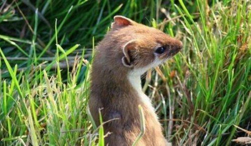 黄鼠狼怕什么东西 黄鼠狼居然会被鹅屎给吓到
