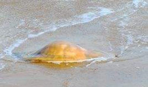 世界十大幽灵潜艇:303幽灵潜艇事件真相揭秘遇见发光怪物