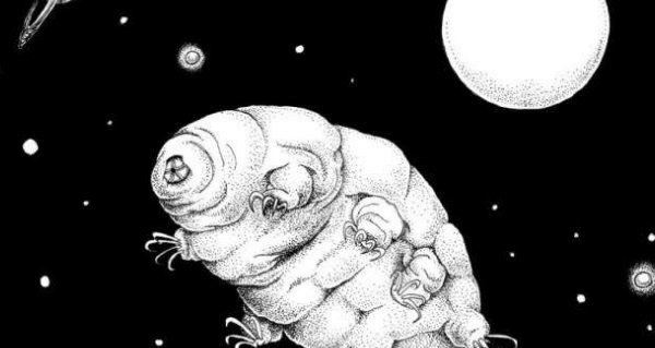 生命力最强的生物 水熊虫寿命是多少年(研究尚在继续)