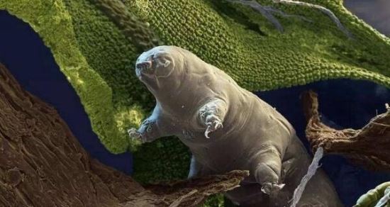 生命力最强的生物 水熊虫寿命是多少年(研究尚在继续)
