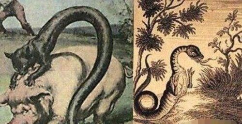 科幻般的蒙古死亡蠕虫真的存在 能放出强电流秒杀数米外生物