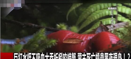 科幻般的蒙古死亡蠕虫真的存在 能放出强电流秒杀数米外生物