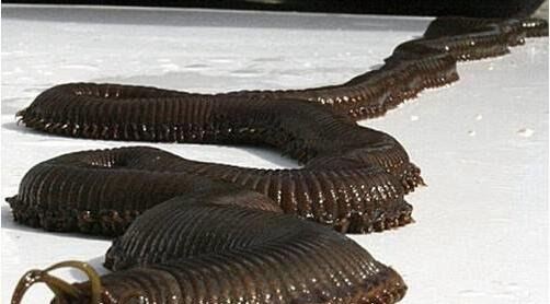 科幻般的蒙古死亡蠕虫真的存在 能放出强电流秒杀数米外生物