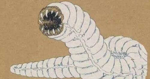 科幻般的蒙古死亡蠕虫真的存在 能放出强电流秒杀数米外生物