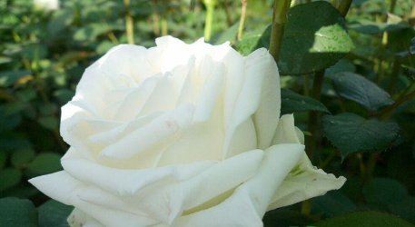 3月14白色情人节送女朋友什么礼物好