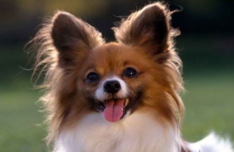 最聪明的狗排名 狗狗的智商排名