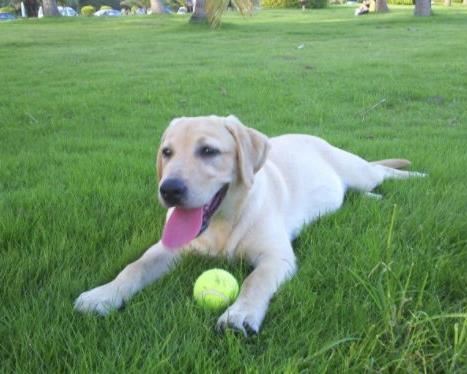 最聪明的狗排名 狗狗的智商排名