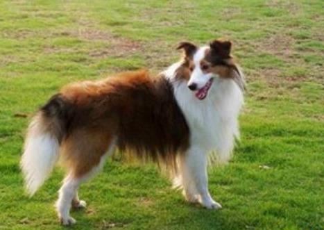 最聪明的狗排名 狗狗的智商排名