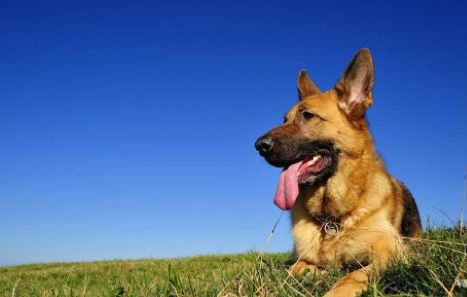 最聪明的狗排名 狗狗的智商排名