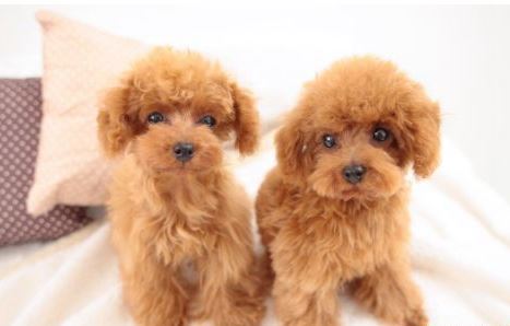 最聪明的狗排名 狗狗的智商排名