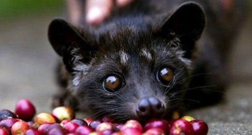 猫屎咖啡的由来 竟然真的是一种猫的排泄物(口感浓郁)