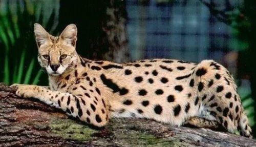 世界十大最贵的猫咪 阿什拉猫排第一售价61万(波斯猫仅第五)