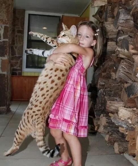 世界十大最贵的猫咪 阿什拉猫排第一售价61万(波斯猫仅第五)