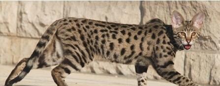 世界十大最贵的猫咪 阿什拉猫排第一售价61万(波斯猫仅第五)