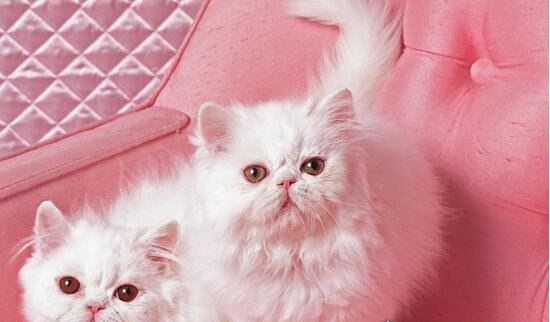 世界十大最贵的猫咪 阿什拉猫排第一售价61万(波斯猫仅第五)