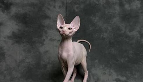 世界十大最贵的猫咪 阿什拉猫排第一售价61万(波斯猫仅第五)