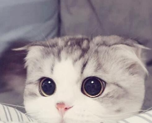 世界十大最贵的猫咪 阿什拉猫排第一售价61万(波斯猫仅第五)