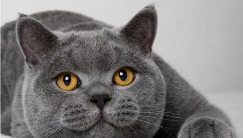 世界十大最贵的猫咪 阿什拉猫排第一售价61万(波斯猫仅第五)