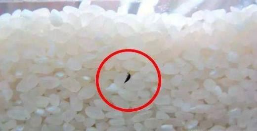 大米生虫了怎么办？