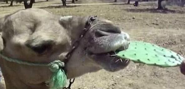 什么动物吃仙人掌都不觉得扎嘴 骆驼(6月3日蚂蚁庄园问题答案)