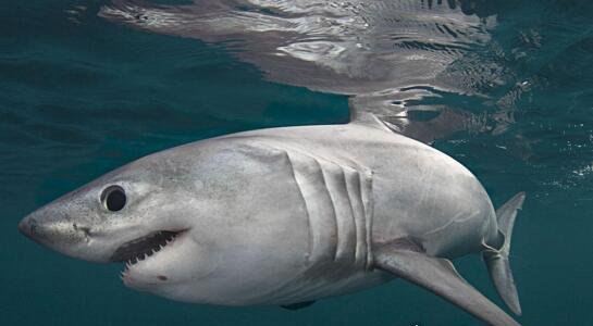 鼠鲨科鱼类三大明星 大白鲨/太平洋鼠鲨/灰鲭鲨