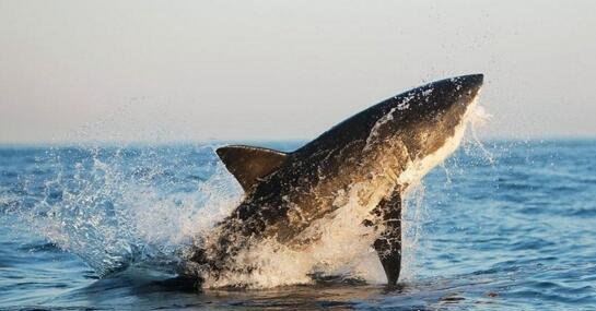 鼠鲨科鱼类三大明星 大白鲨/太平洋鼠鲨/灰鲭鲨