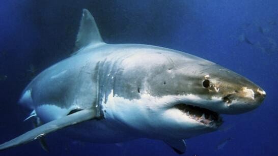 鼠鲨科鱼类三大明星 大白鲨/太平洋鼠鲨/灰鲭鲨