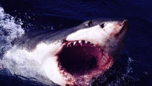 鼠鲨科鱼类三大明星 大白鲨/太平洋鼠鲨/灰鲭鲨