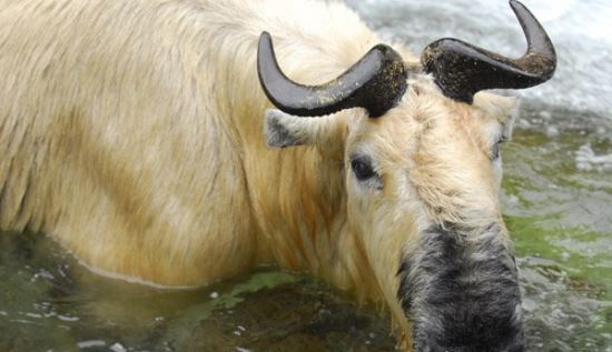 六不像是什么动物 我国独有的神兽扭角羚(几乎见不到)