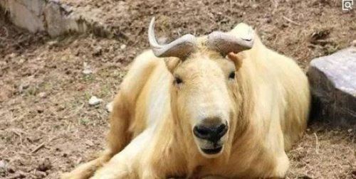 六不像是什么动物 我国独有的神兽扭角羚(几乎见不到)