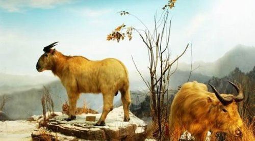 六不像是什么动物 我国独有的神兽扭角羚(几乎见不到)