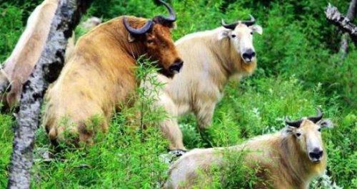 六不像是什么动物 我国独有的神兽扭角羚(几乎见不到)