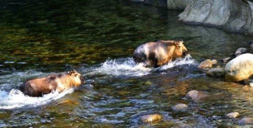 六不像是什么动物 我国独有的神兽扭角羚(几乎见不到)