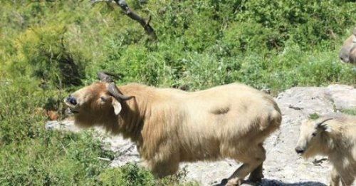 六不像是什么动物 我国独有的神兽扭角羚(几乎见不到)