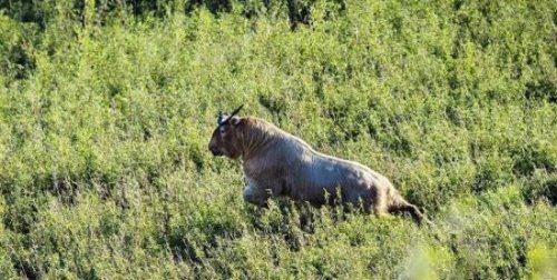 六不像是什么动物 我国独有的神兽扭角羚(几乎见不到)