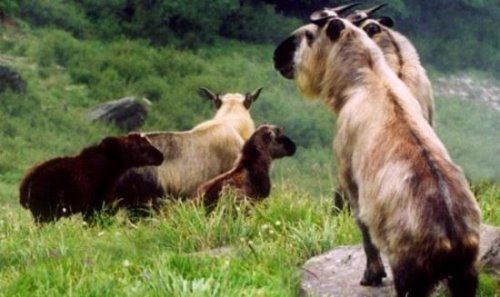 六不像是什么动物 我国独有的神兽扭角羚(几乎见不到)