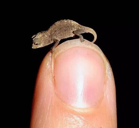 世界上最小的鹿 小鼷鹿仅20cm高(比野兔还小)