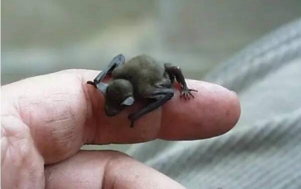 世界上最小的鹿 小鼷鹿仅20cm高(比野兔还小)