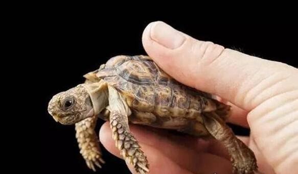 世界上最小的鹿 小鼷鹿仅20cm高(比野兔还小)