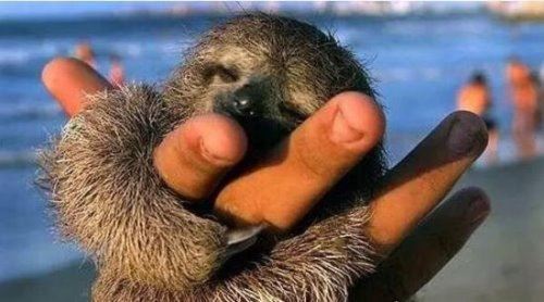 世界上最小的鹿 小鼷鹿仅20cm高(比野兔还小)