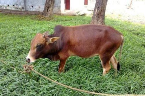 世界上最小的鹿 小鼷鹿仅20cm高(比野兔还小)