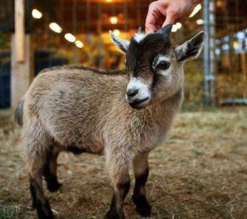 世界上最小的鹿 小鼷鹿仅20cm高(比野兔还小)