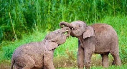 世界上最小的鹿 小鼷鹿仅20cm高(比野兔还小)