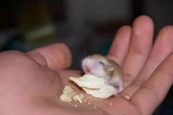 世界上最小的鹿 小鼷鹿仅20cm高(比野兔还小)