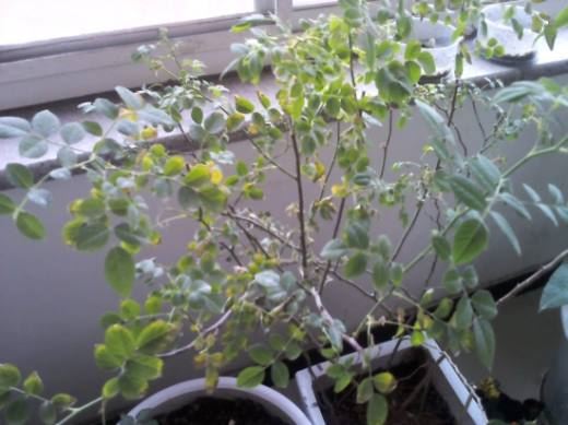 蔷薇叶子发黄原因分析和处理方法,植物之家